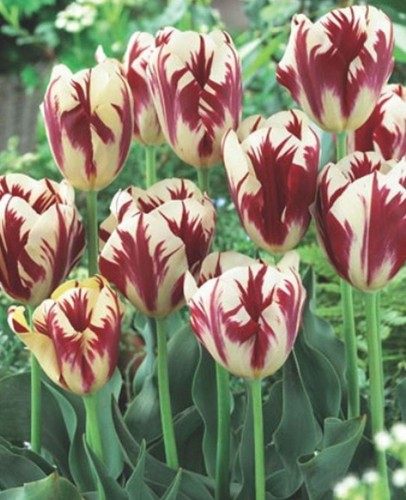 Tulipani grand perfection - tulipani,